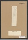 Diatomeae indet. Zeichnungen Sammlung Grunow Nr. 5947 (NHMW-BOT-W0374418)